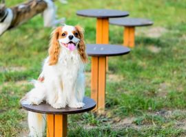 Comment créer un parc pour chiens parfait pour les chiens et leurs propriétaires. Un guide pratique.